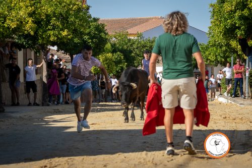 Torrecera-1-vaca-2