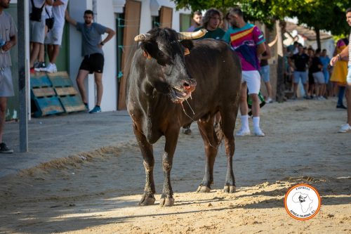 Torrecera-2-vaca-2