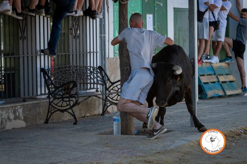 Torrecera-2-vaca-3