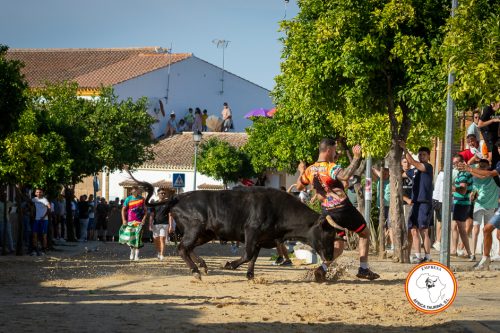 Torrecera-3-vaca-1