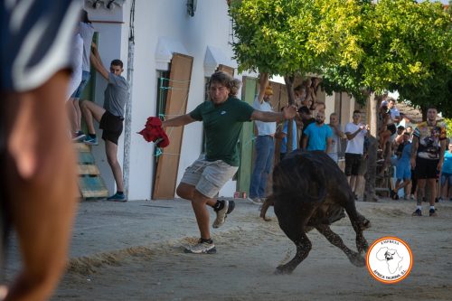 Torrecera-3-vaca-2