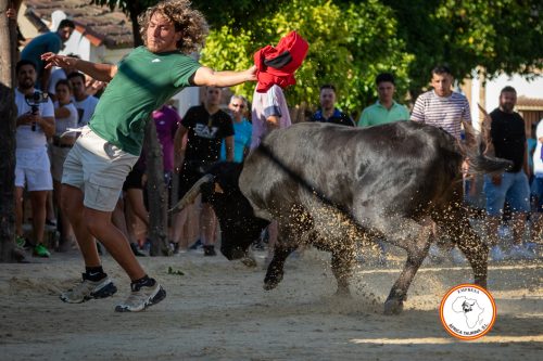 Torrecera-3-vaca-8