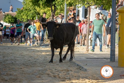 Torrecera-4-vaca-2