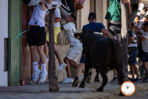 Vacas-Torrecera-2