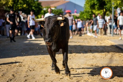 Vacas-Torrecera-3