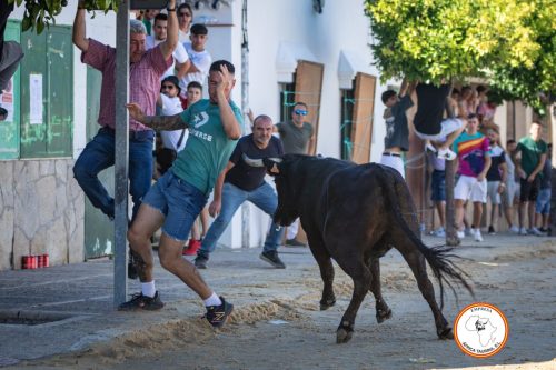 Vacas-Torrecera-4