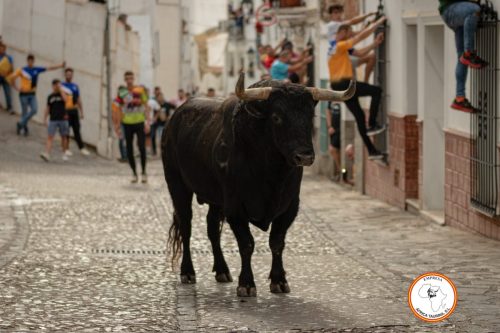 Toro-del-Gayumbo-2023-11