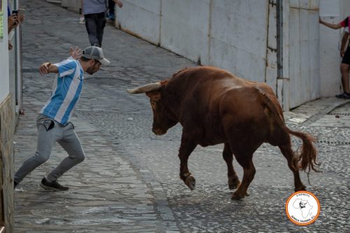 Toro-del-Gayumbo-2023-22